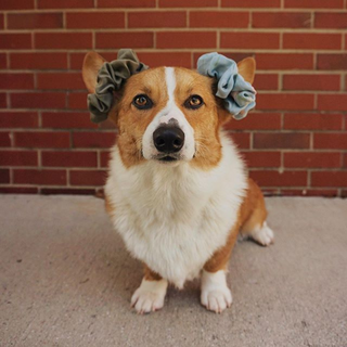 Olive Solid + Florals Scrunchies Set